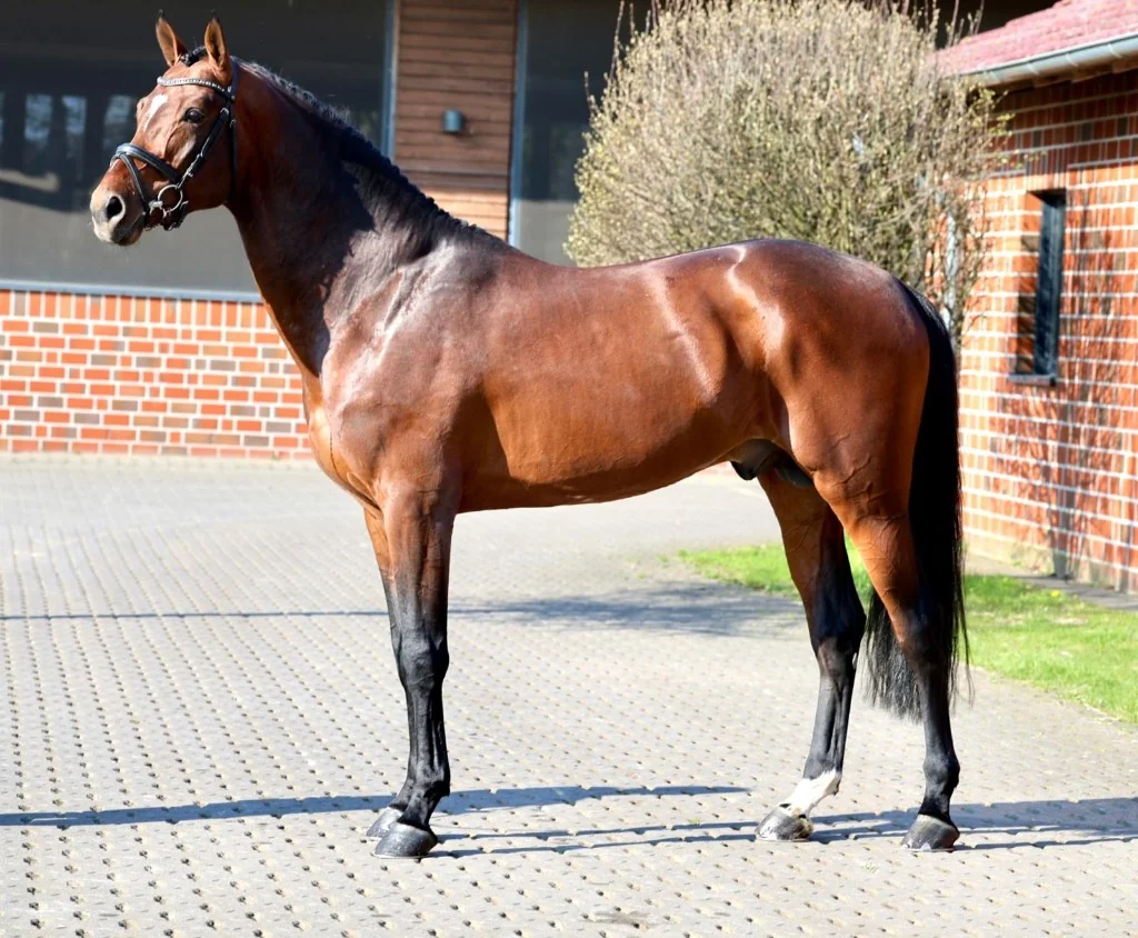 Diamant Touched LB — Seitenansicht