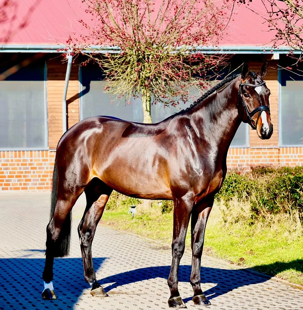 Unbeatable LB Z — Seitenansicht